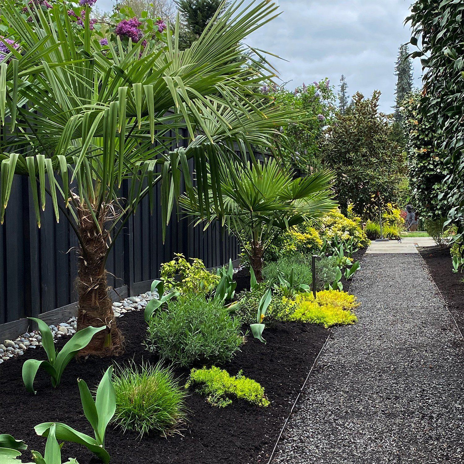 Tropical garden with palm trees, lush greenery, and a gravel path beside a black fence
