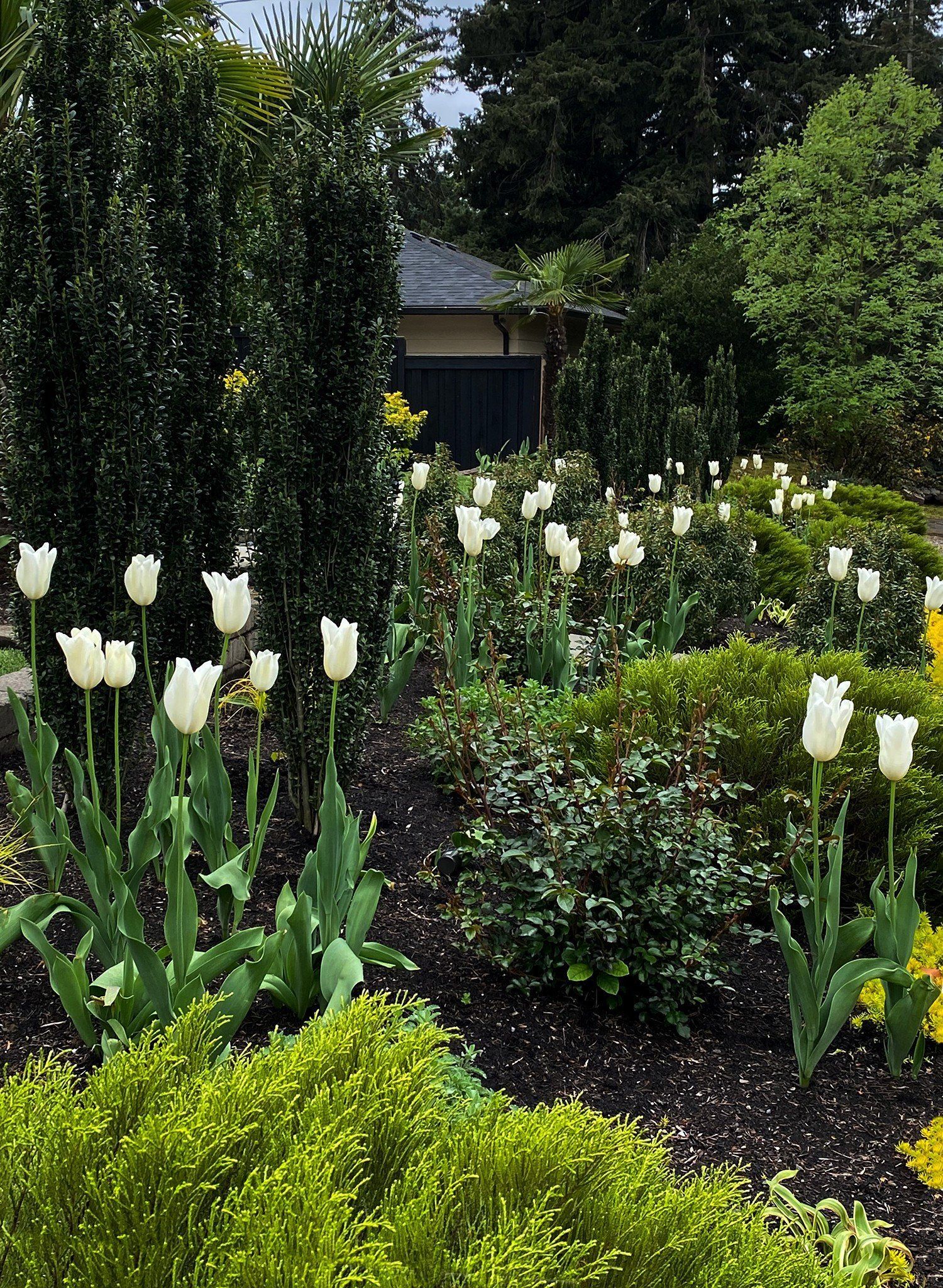 White tulips blooming in a lush garden with green shrubs and trees