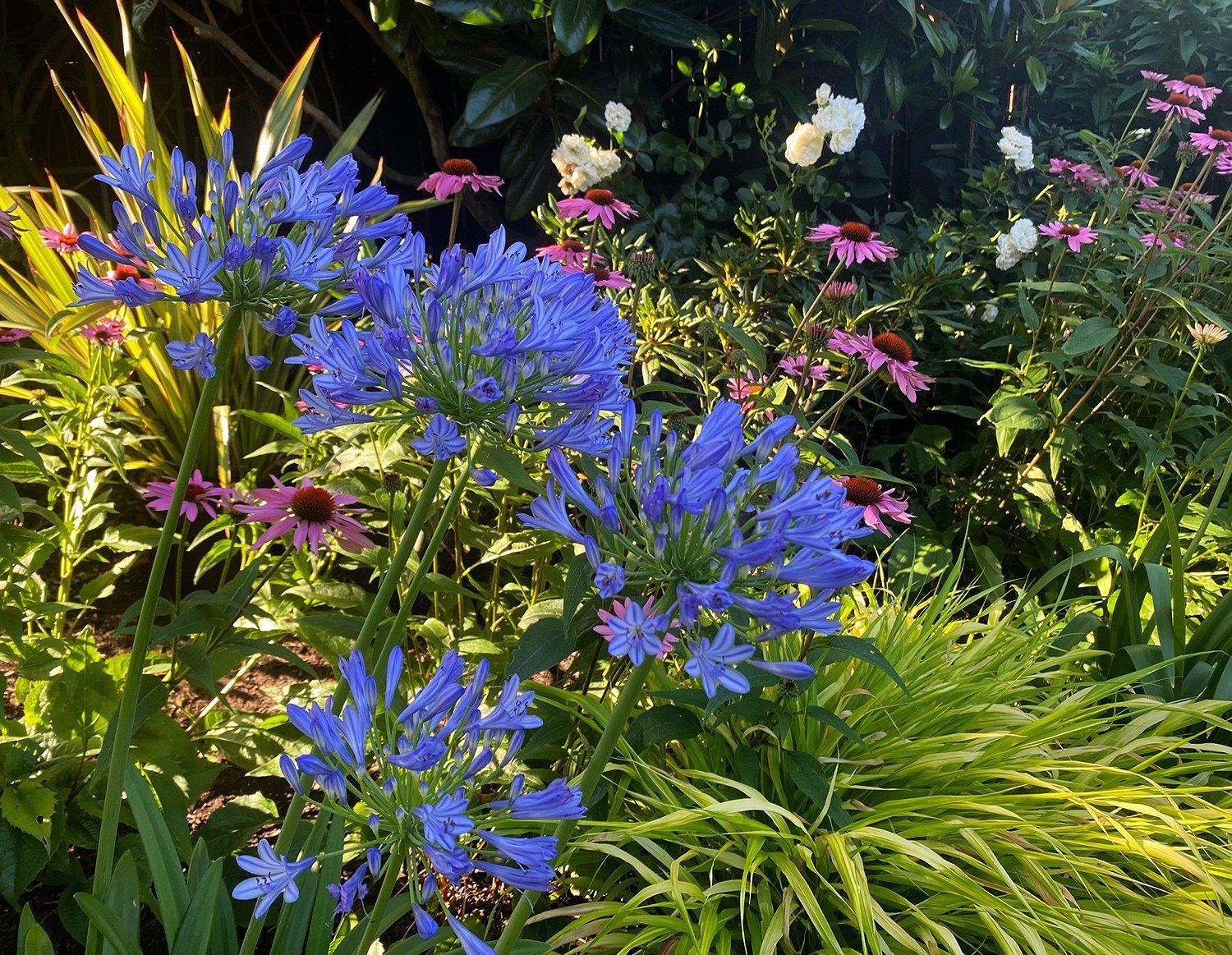 Blue and purple flowers blooming in a lush green garden