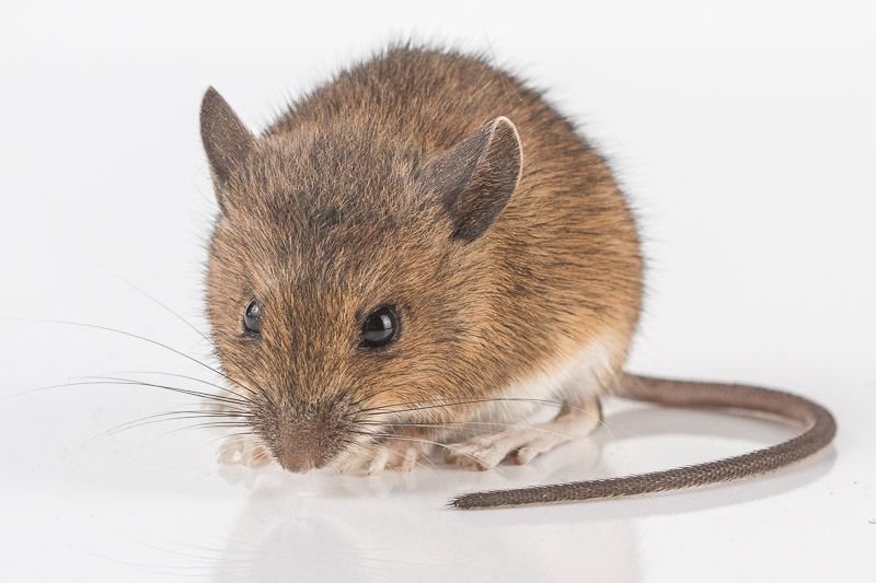 Small brown mouse with a long tail on a white background
