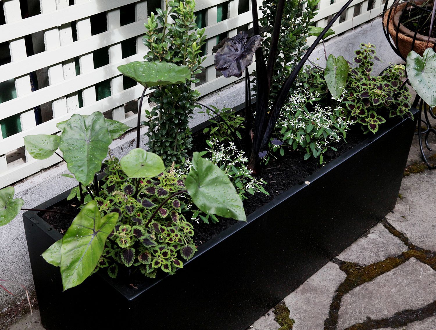 Black rectangular planter with green leafy plants on a patio against a white lattice fence