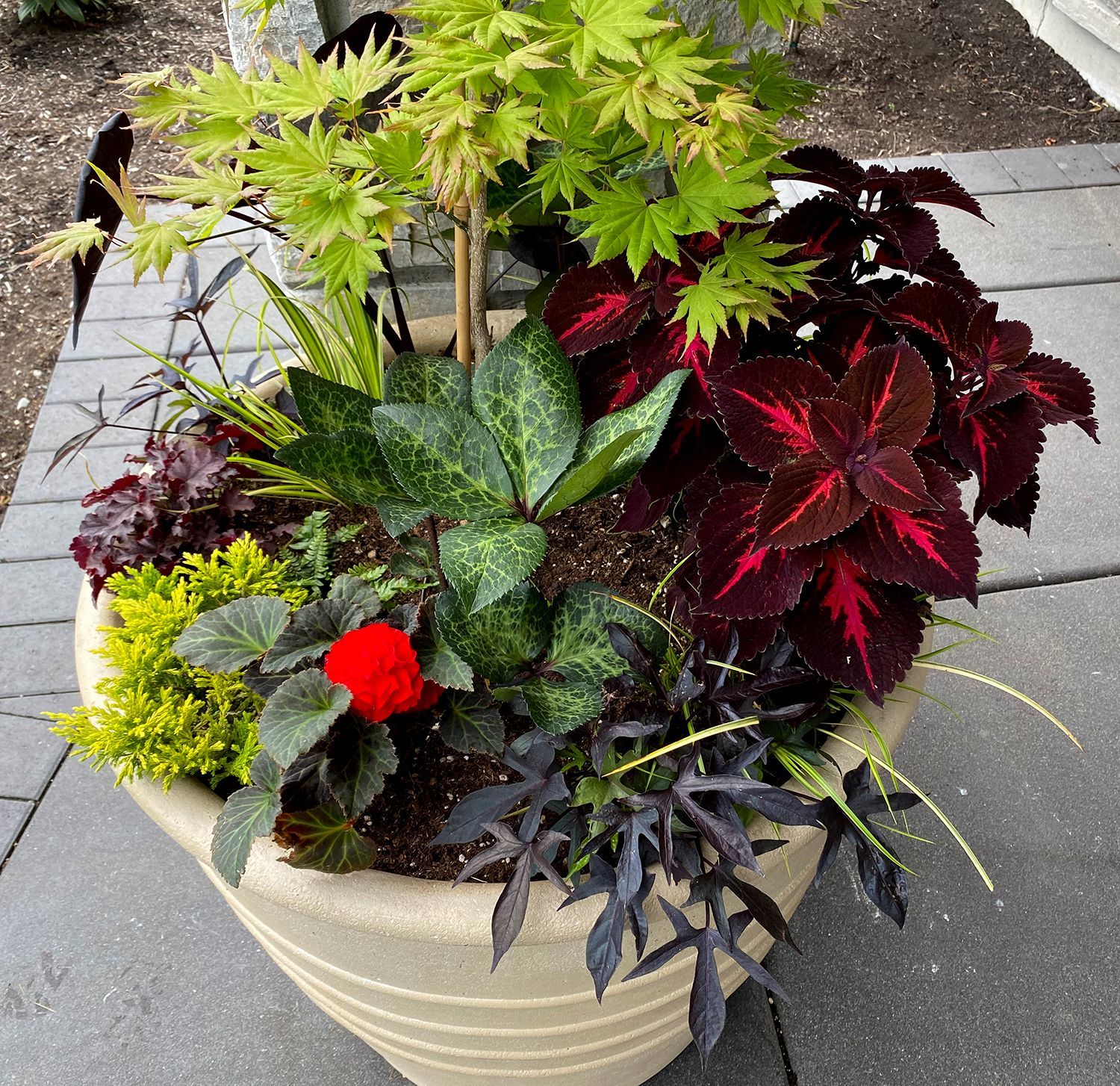 Potted mixed ornamental plants with green, red, and purple leaves on a patio walkway