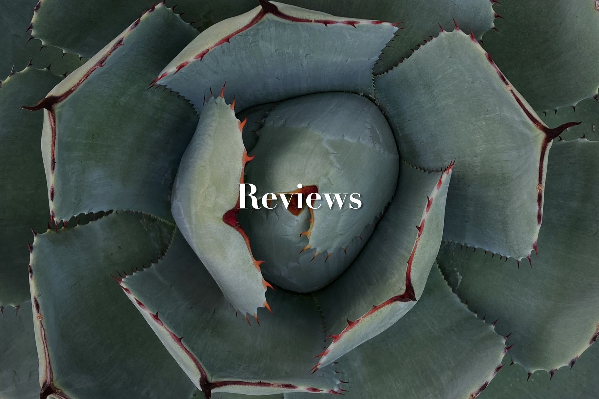 Aerial view of a green succulent with the word “Reviews” centered in white text.