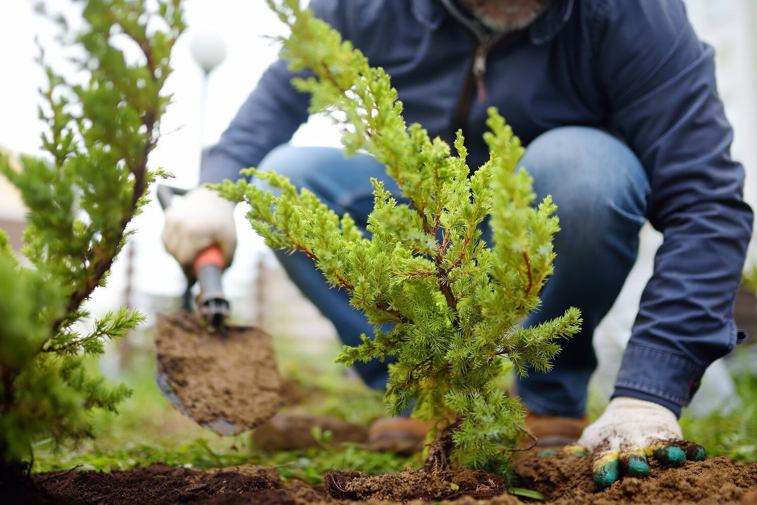 Gardener planting a small green shrub in soil, with gloves and a trowel outdoors