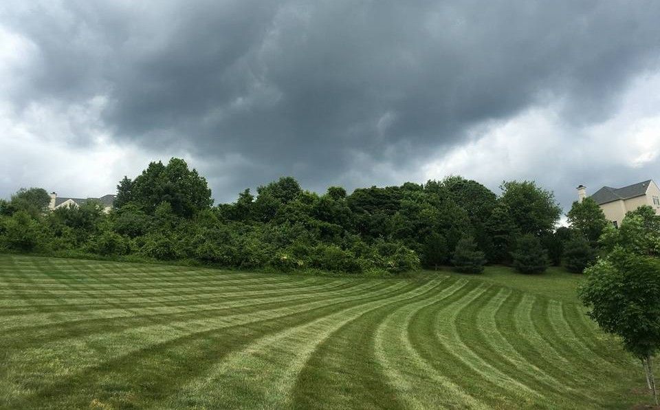 A lush green field with a cloudy sky in the background