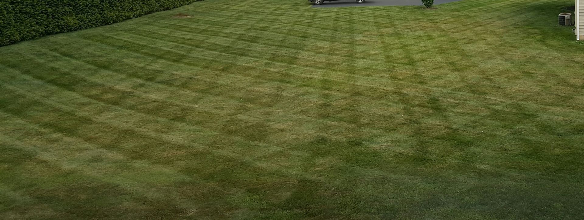 A lush green lawn with a hedge in the background