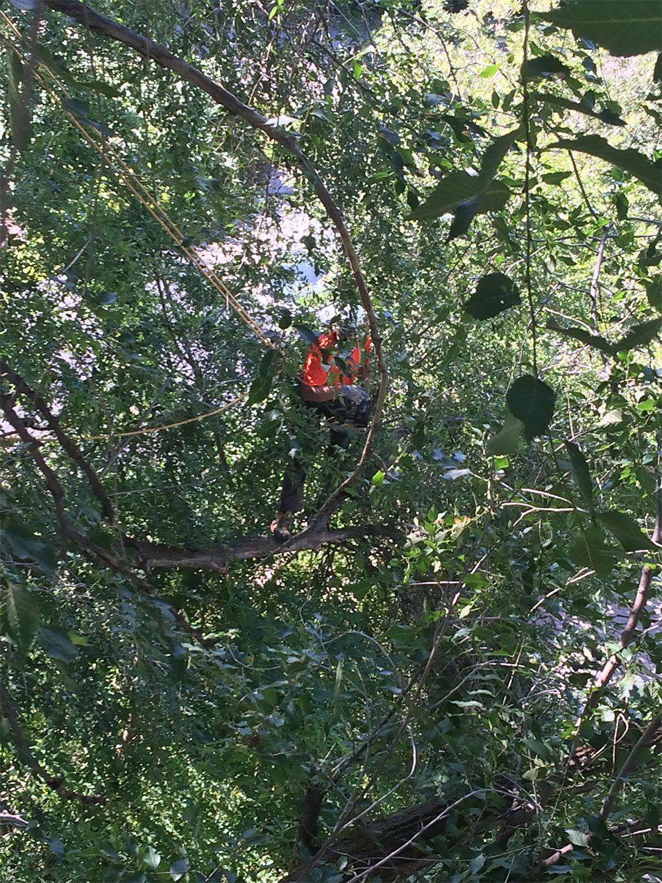 Arborist trimming the tree