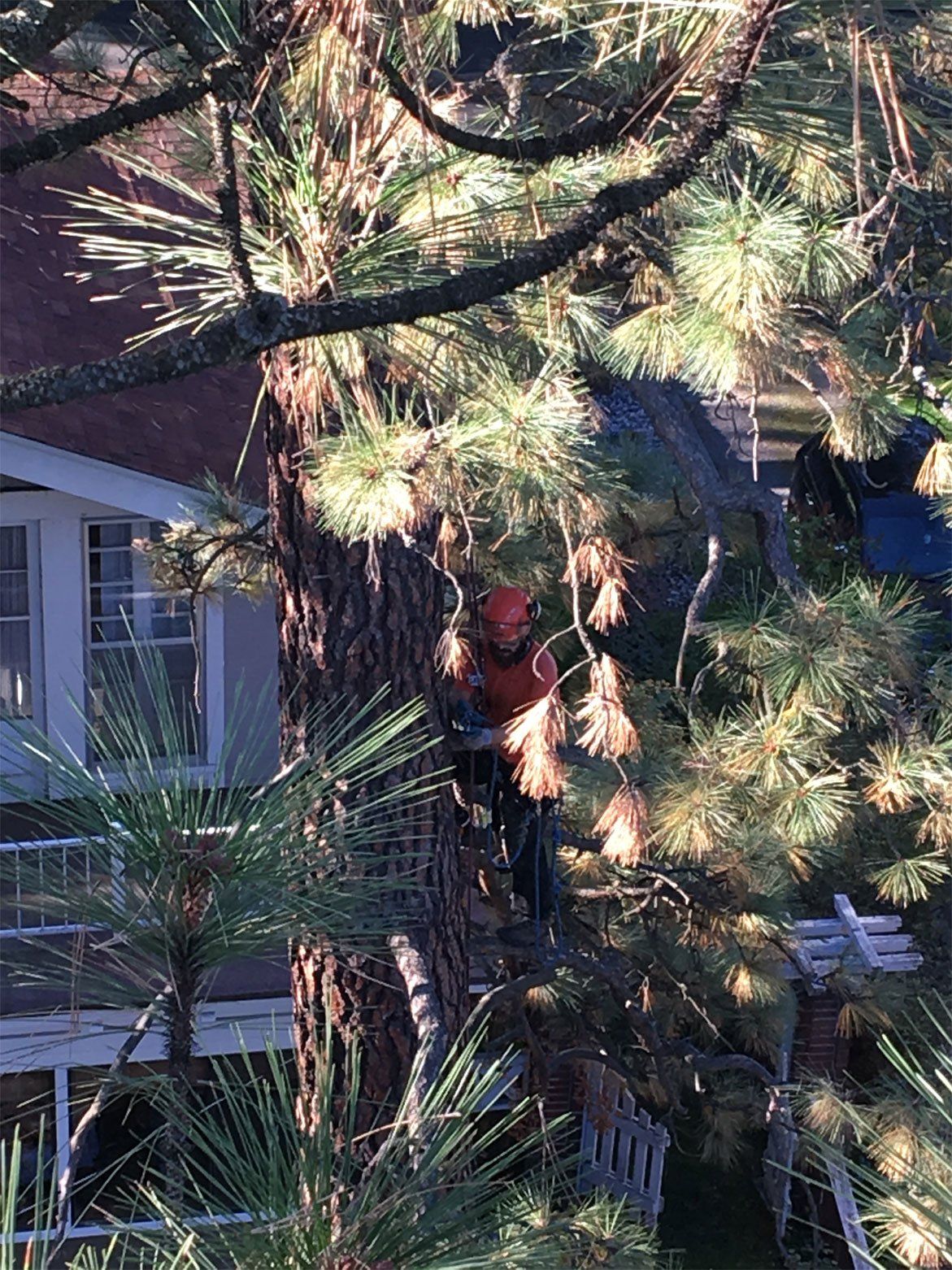 Arborist cutting the tree