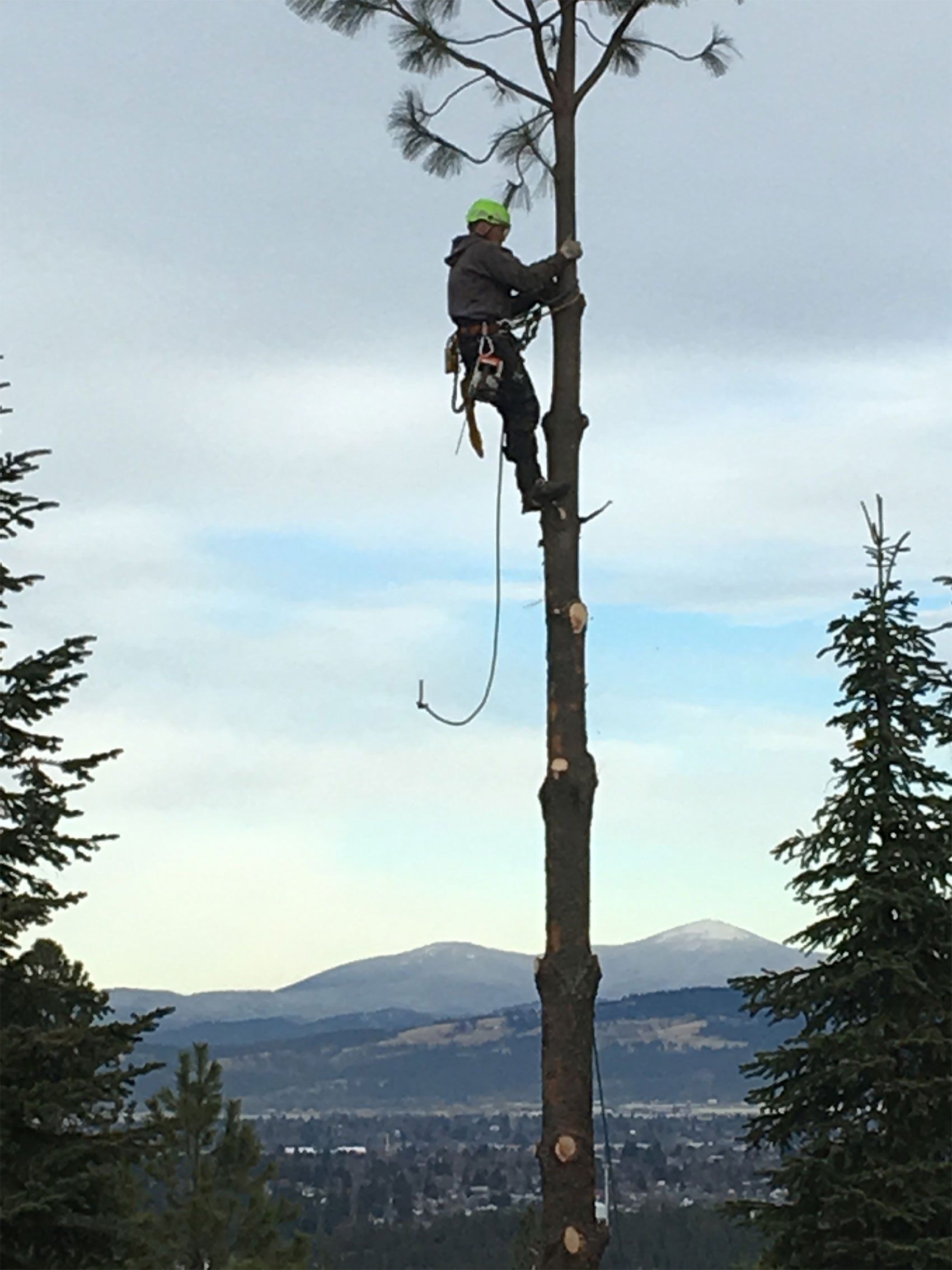 Arborist on top of the tree