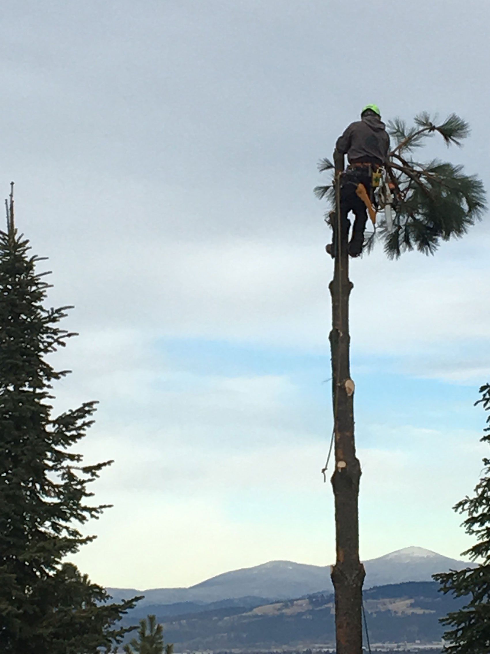 Arborist on top of the tree