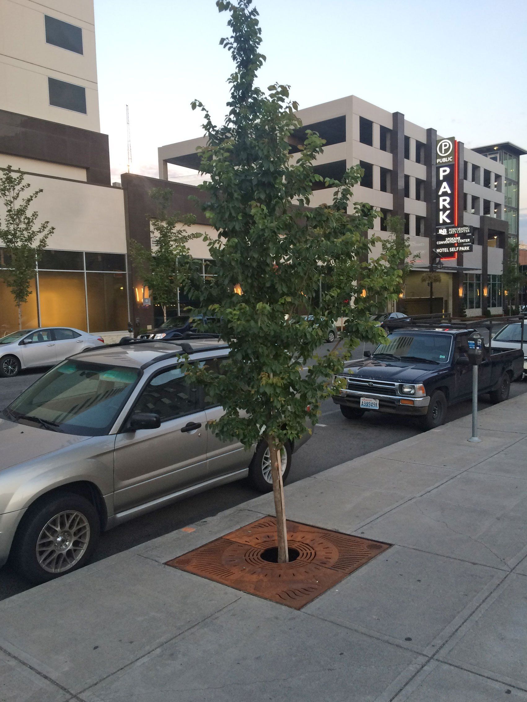Healthy little tree on sidewalk