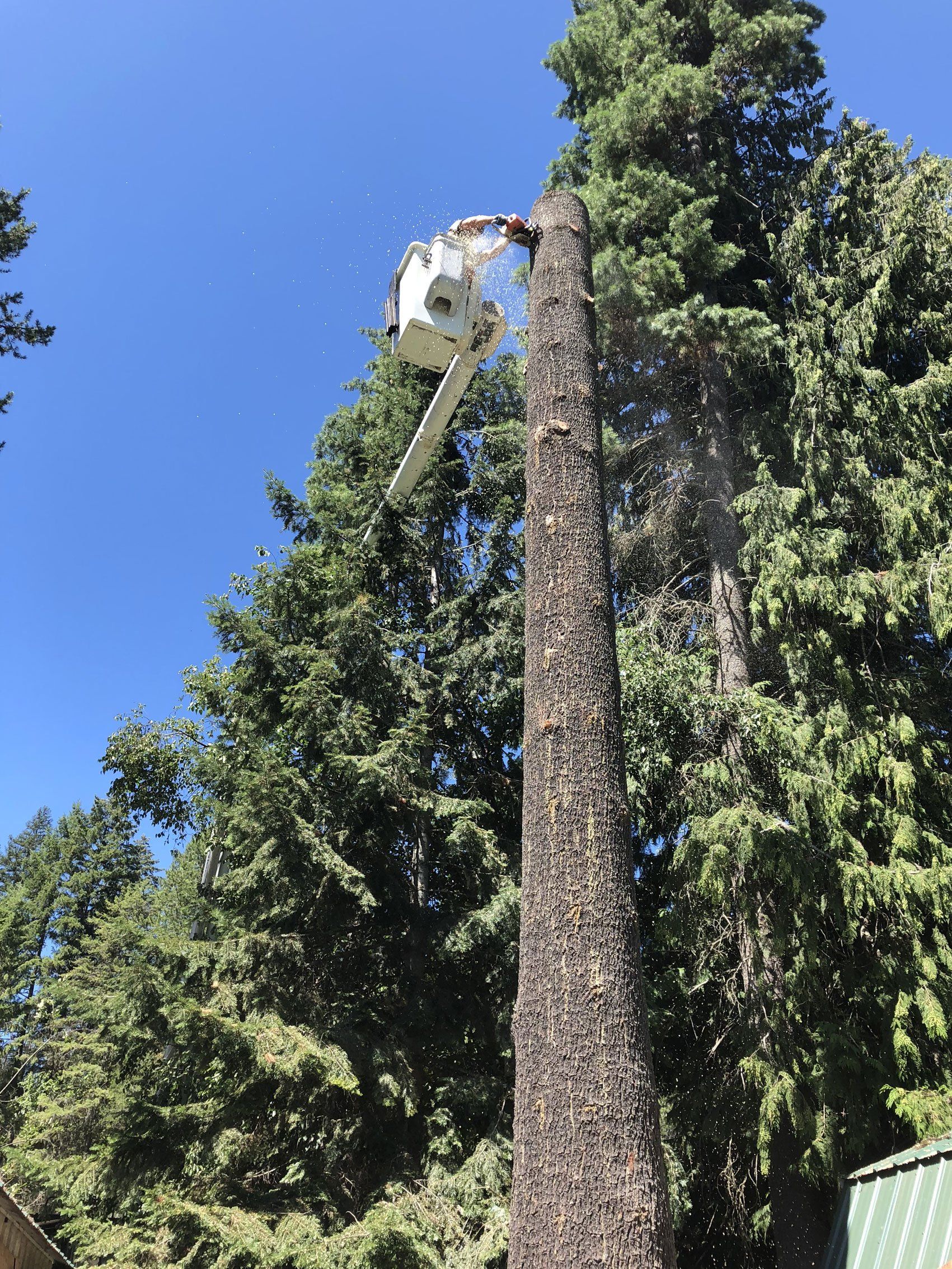 Arborist cutting the tree