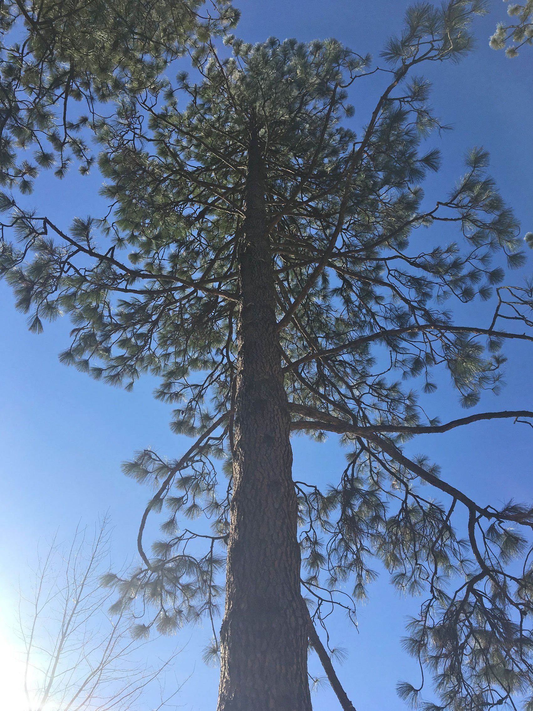 Pine tree