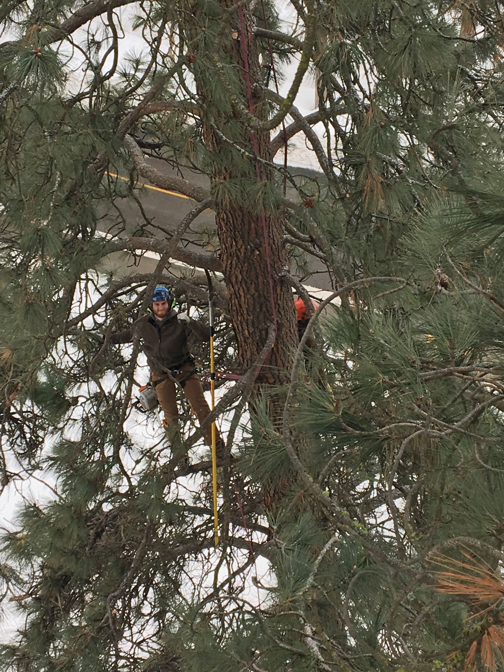 Workers cutting the tree