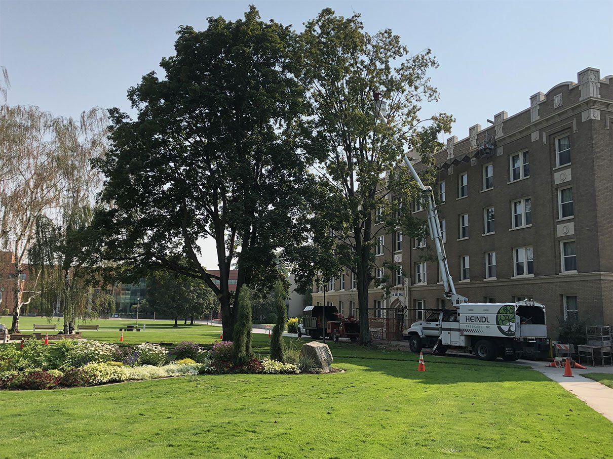 Man on a bucket truck cutting a tree