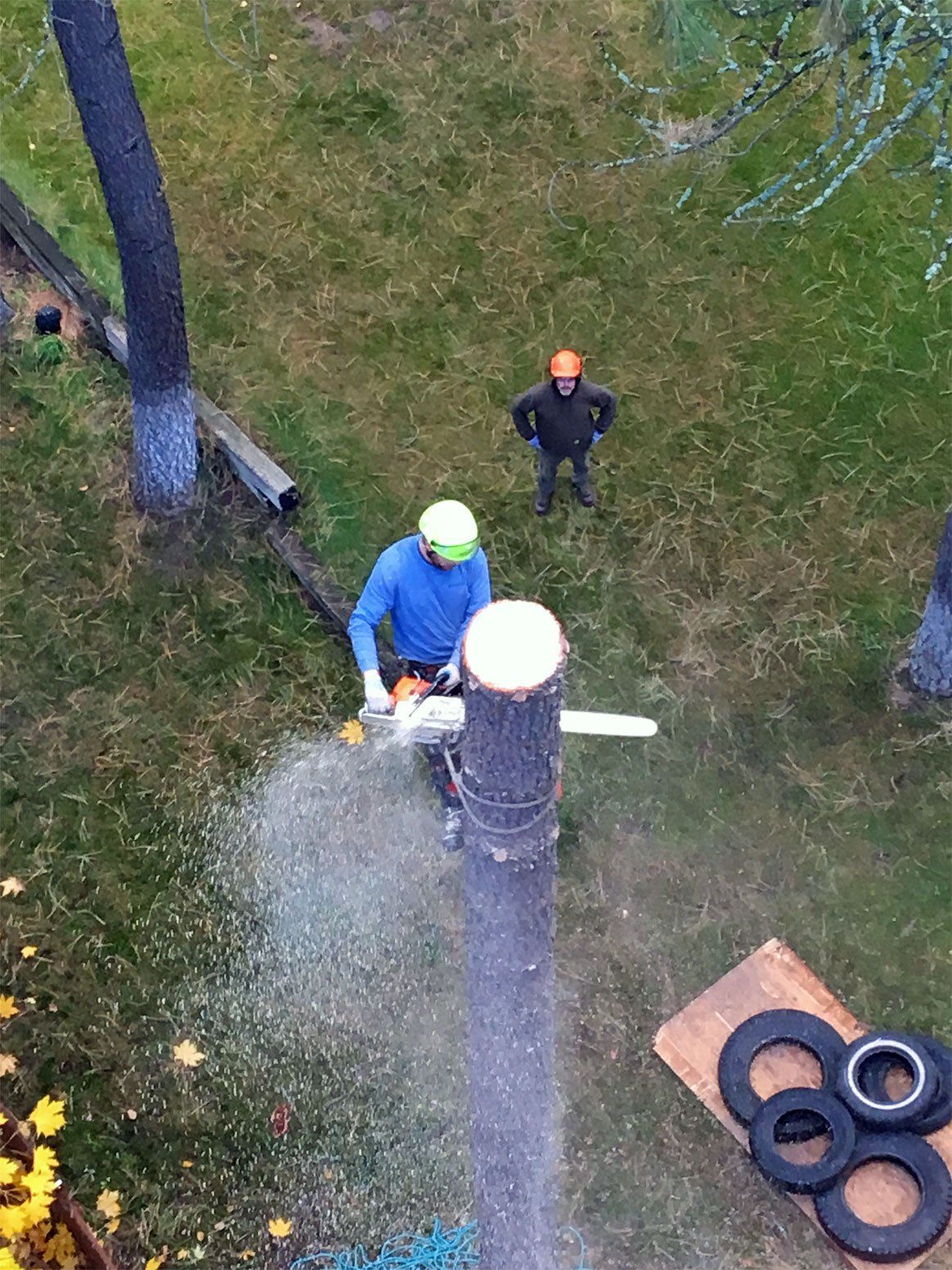 Arborist cutting the tree