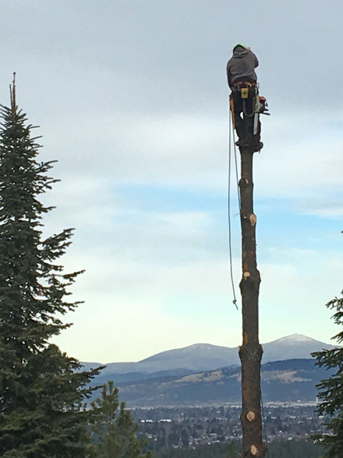 Arborist on top of the tree