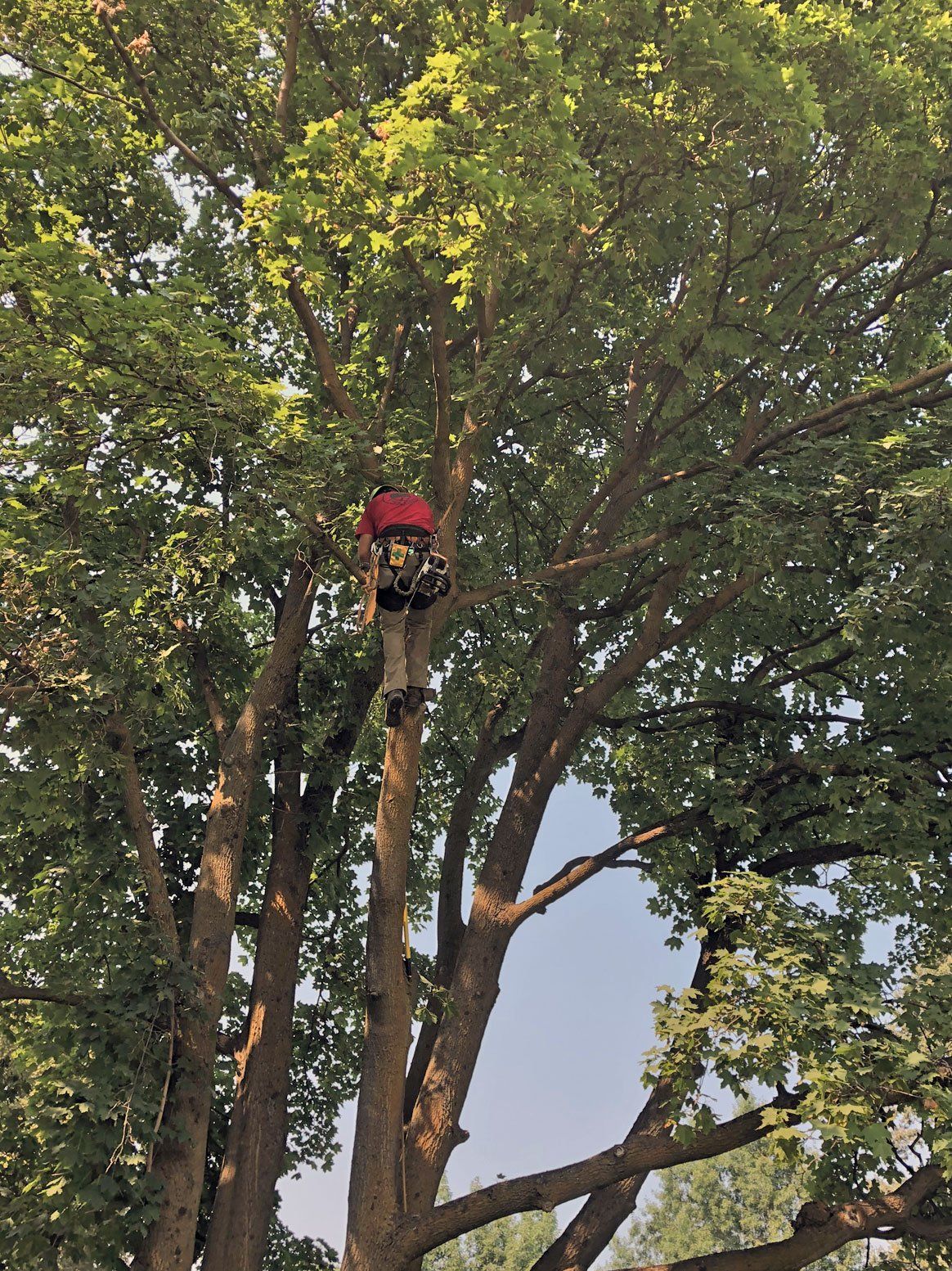 Arborist on top of the tree