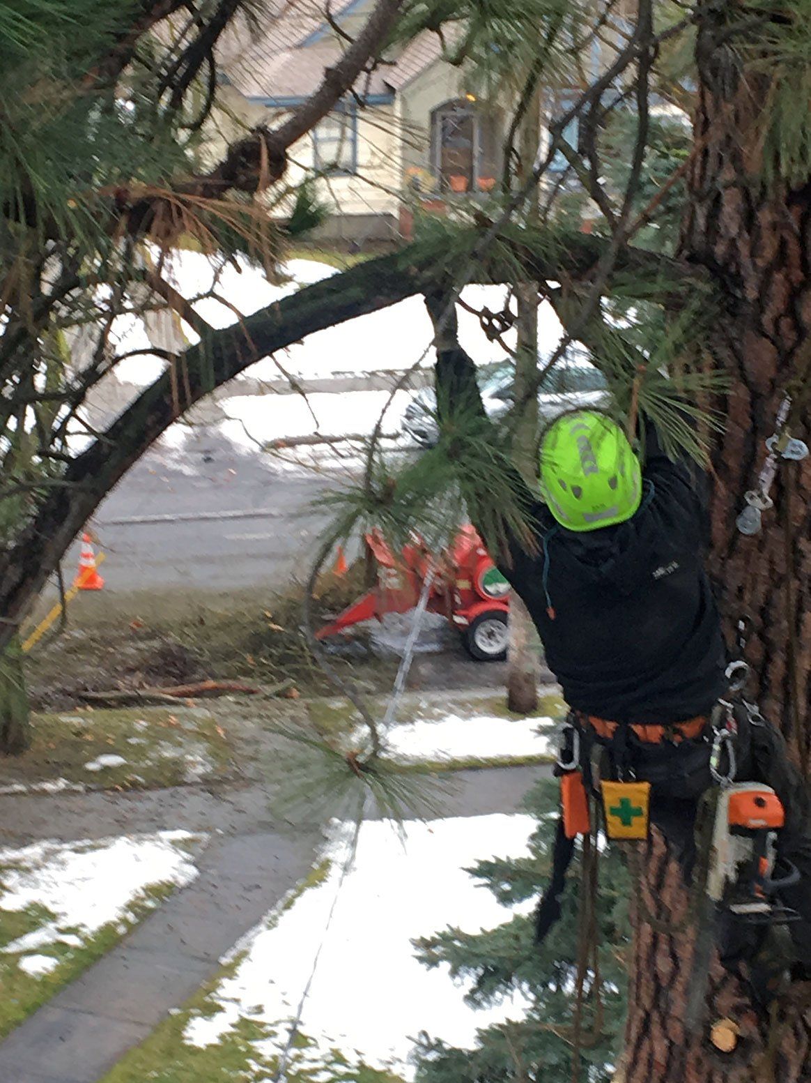 Arborist trimming the tree