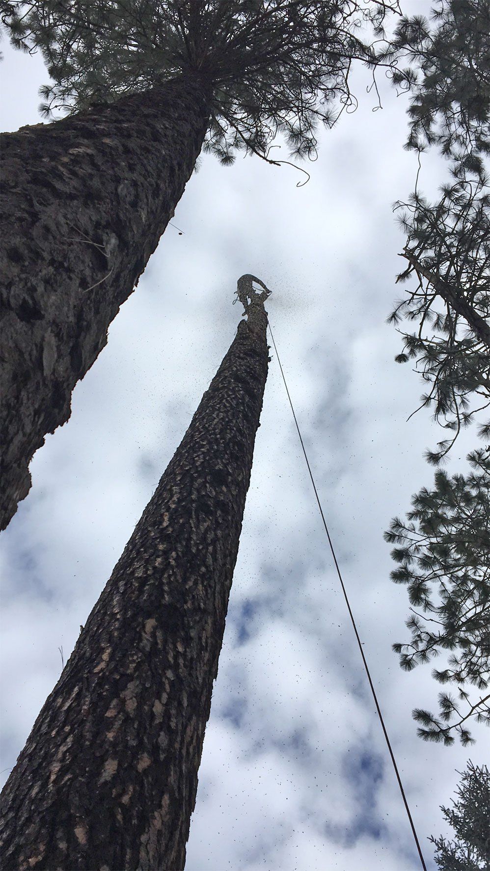 Arborist on top of the tree