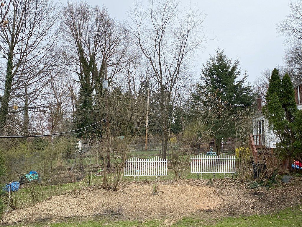 Before land clearing