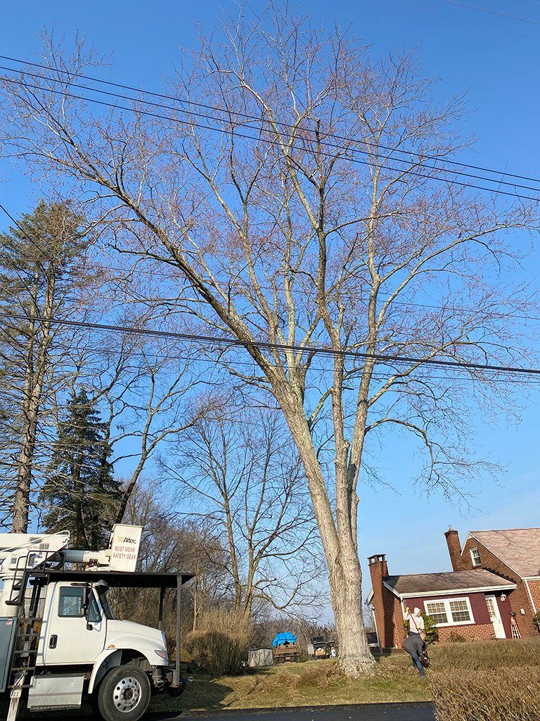 Before tree removal