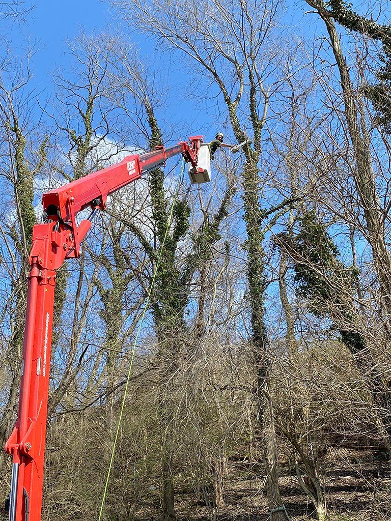 During tree trimming service