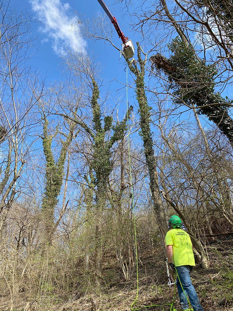 During tree trimming service