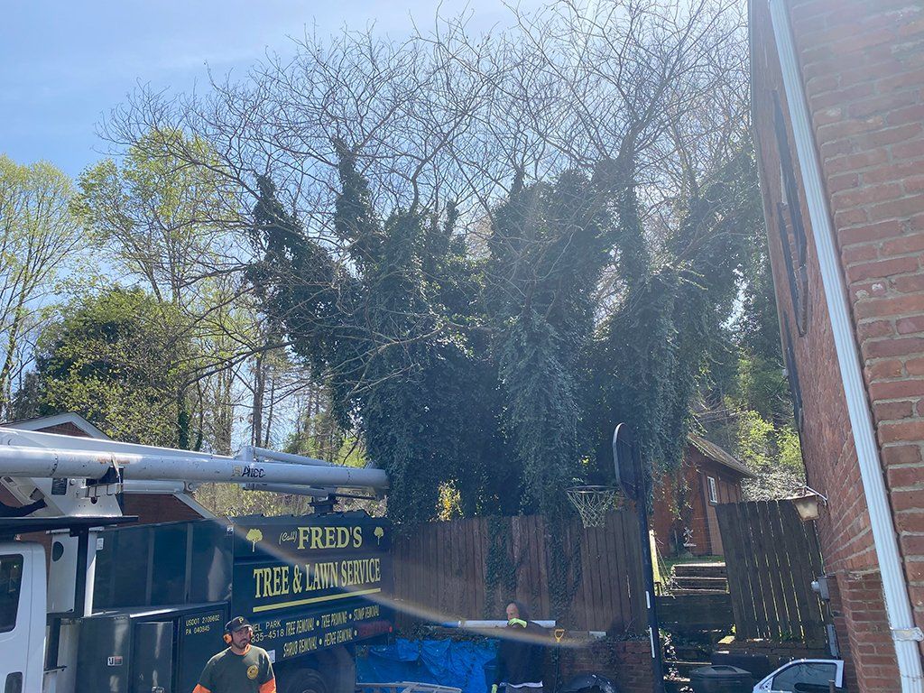 Before expert tree removal