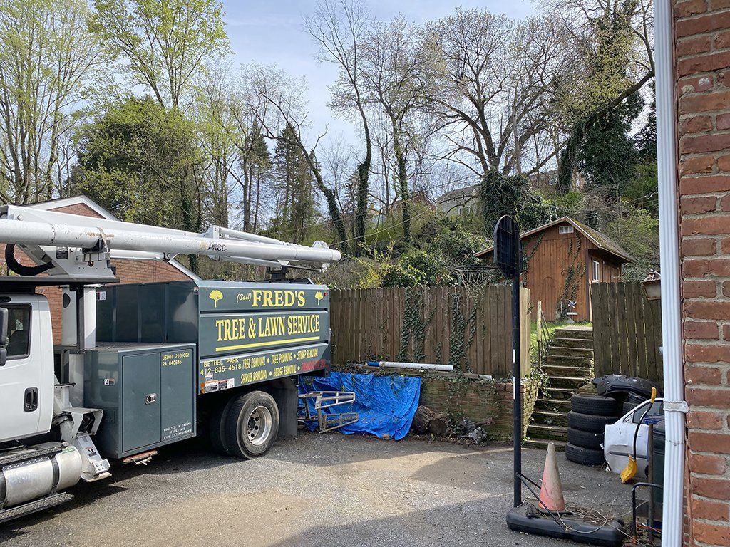 After expert tree removal