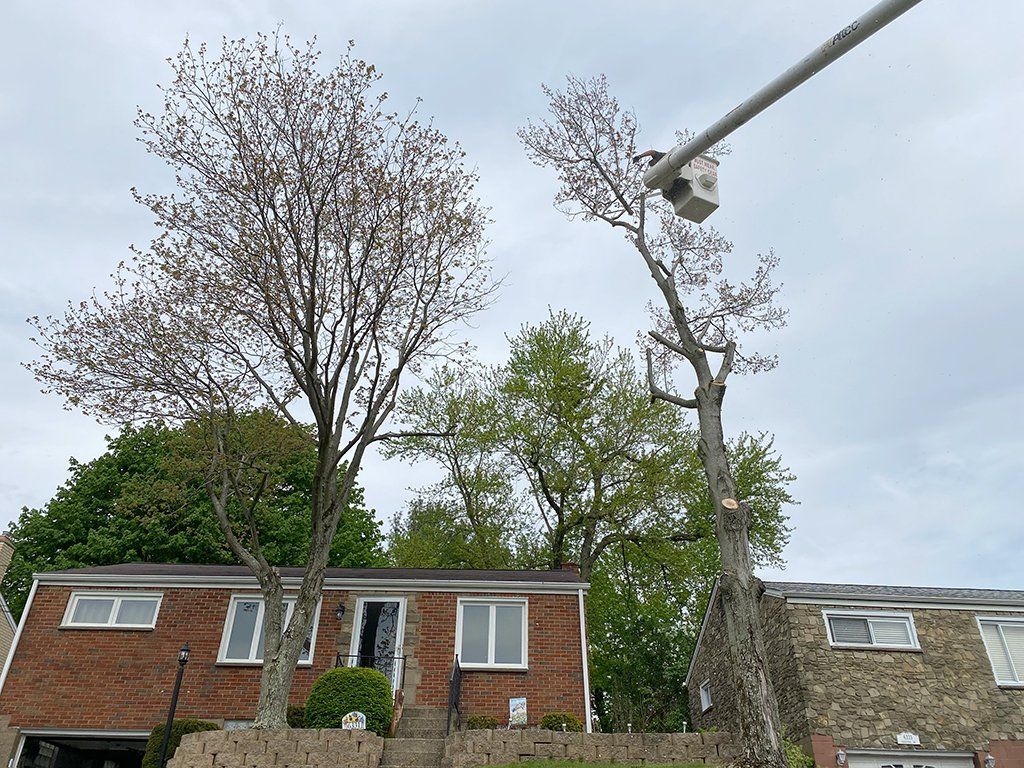 During expert tree trimming service