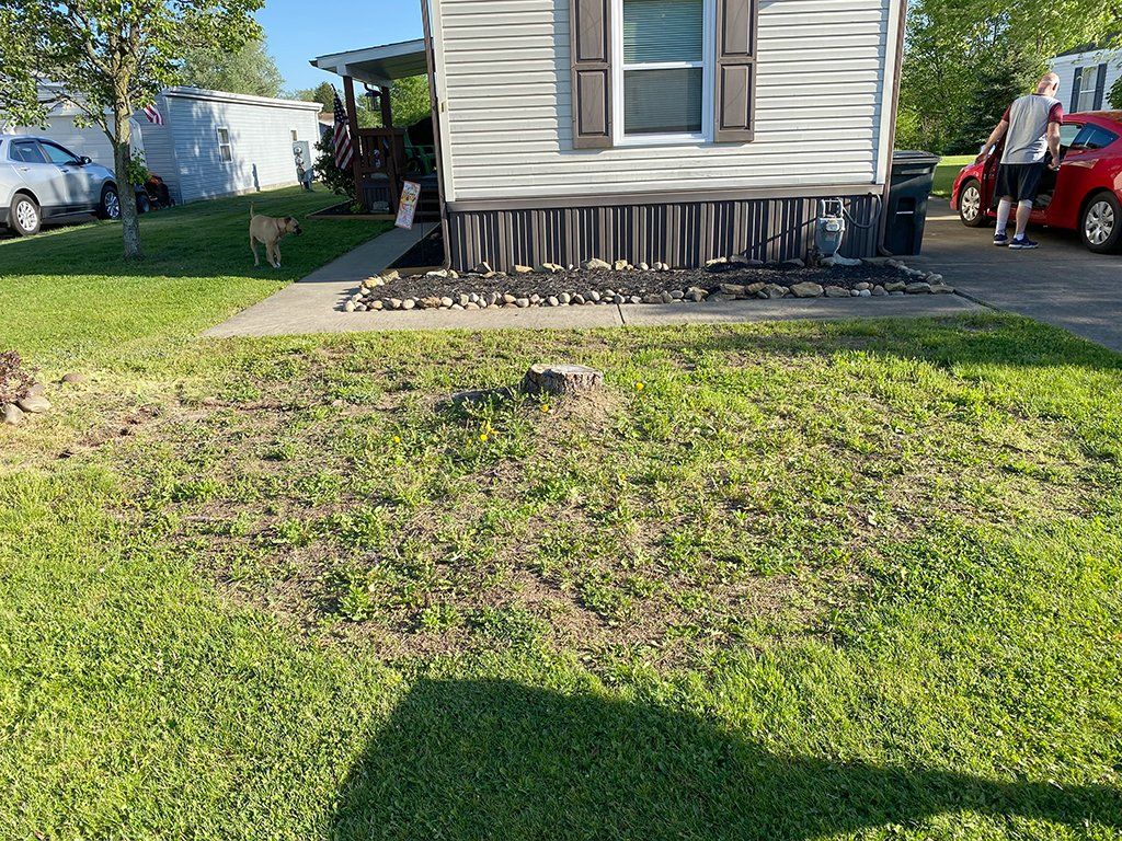 Before stump removal