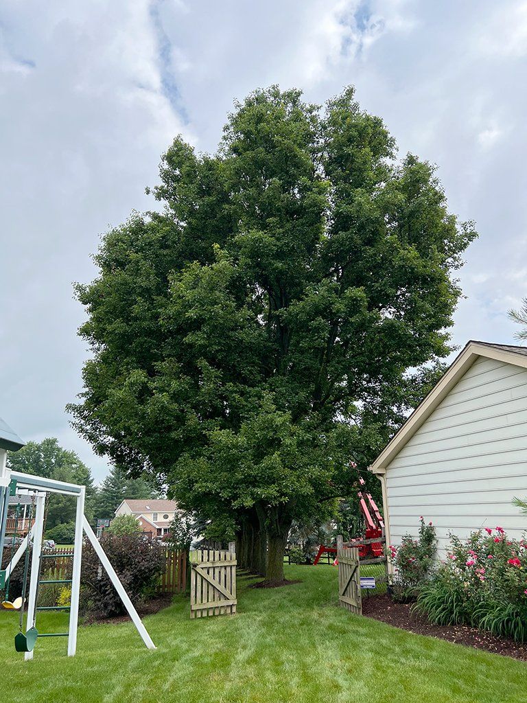 During tree maintenance