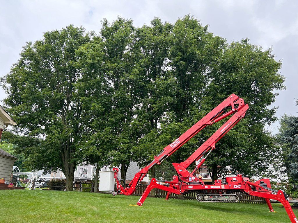 During tree maintenance