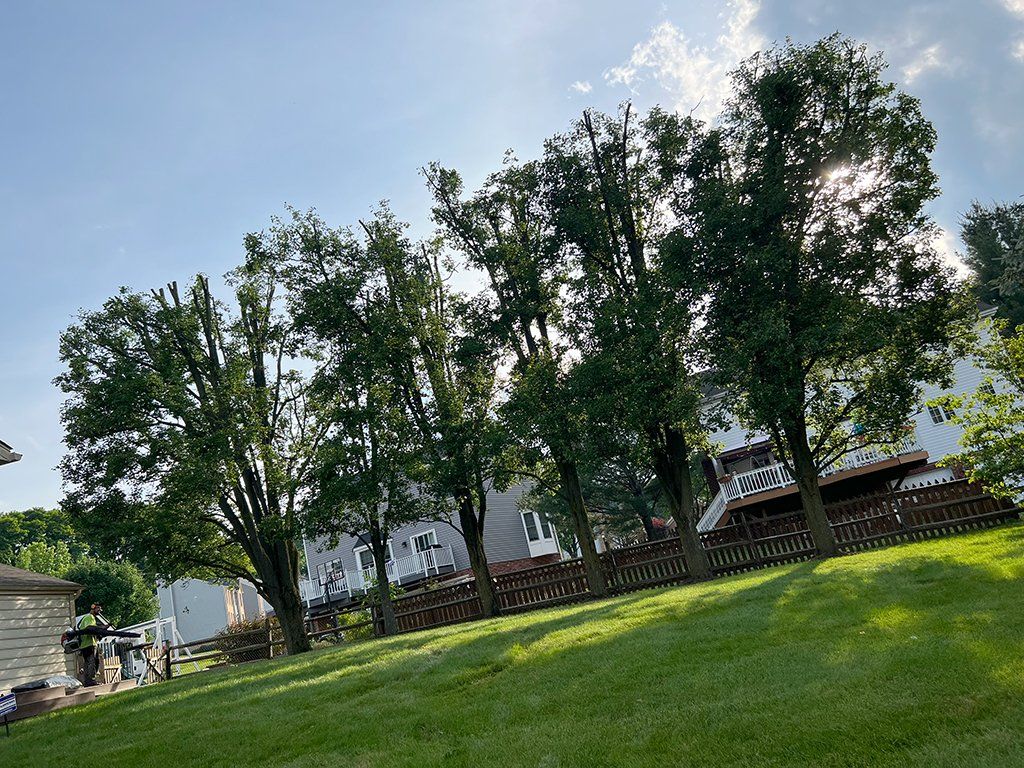 After tree maintenance