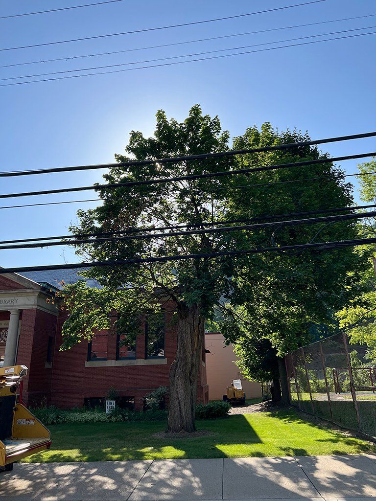 Before local tree cutting service