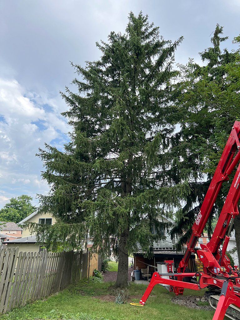 During tree care services