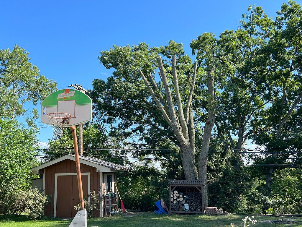 After tree maintenance service in Pittsburgh, PA