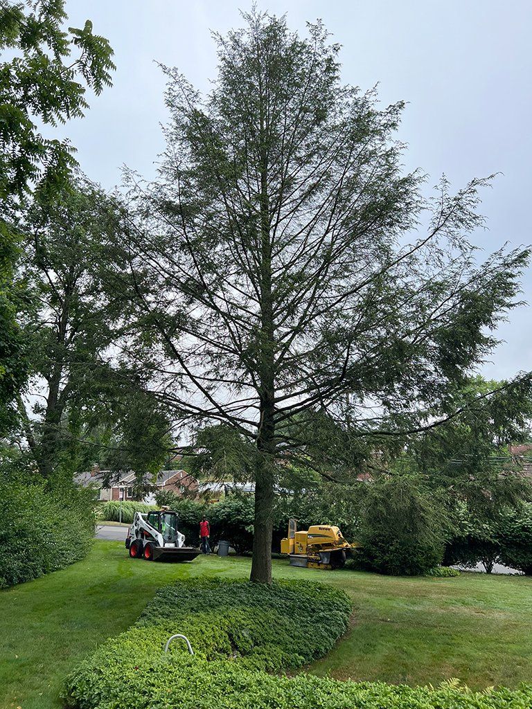 Before tree trimming service in Pittsburgh, PA