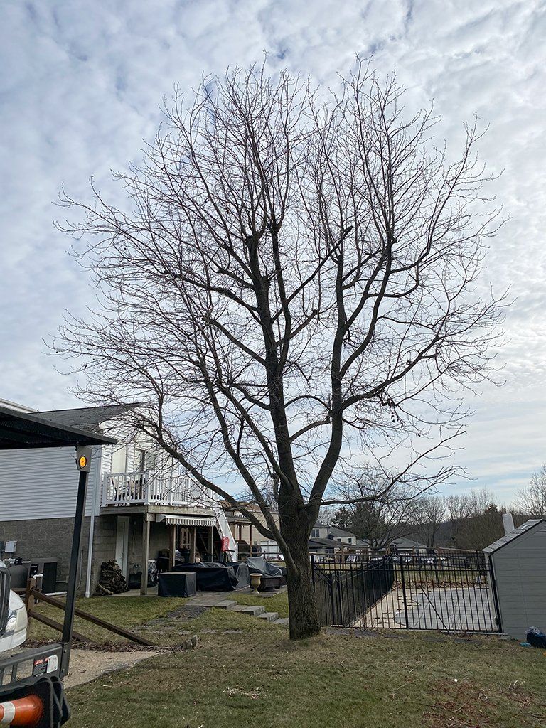 Before tree cuttings