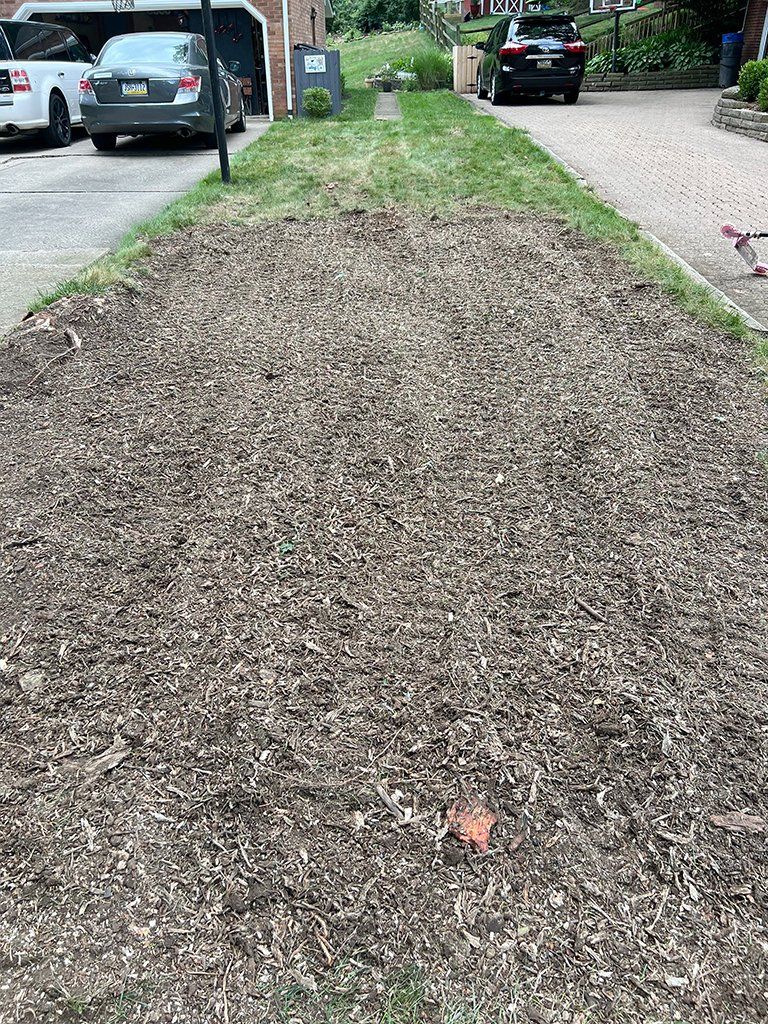 After expert tree cutters