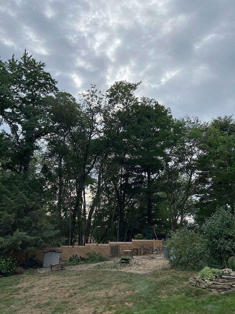 After tree service removal