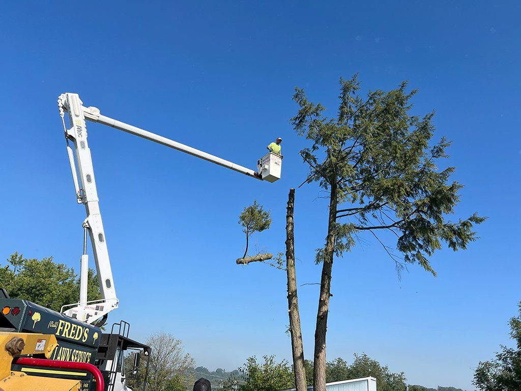 During tree and stump removal