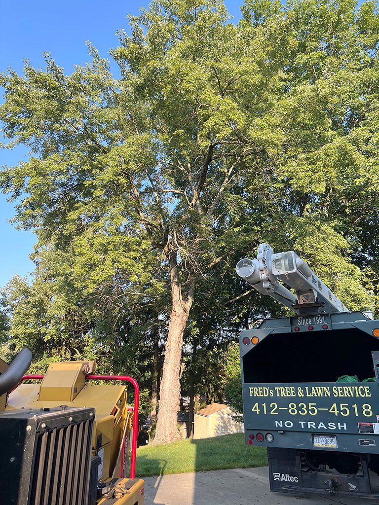 Before tree removal specialist