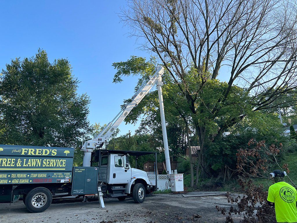 Before tree trimming specialist