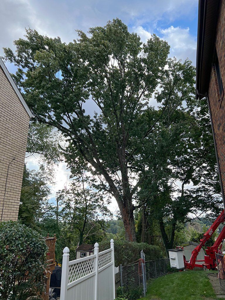 Before tree trimming specialists