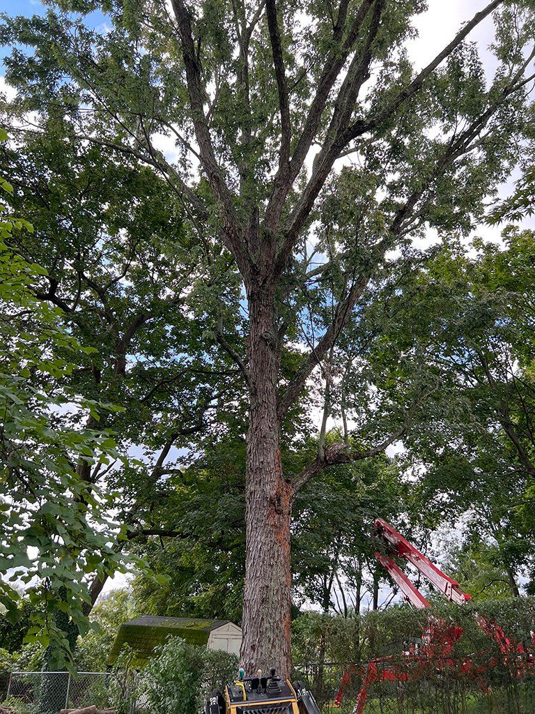 During tree trimming specialists