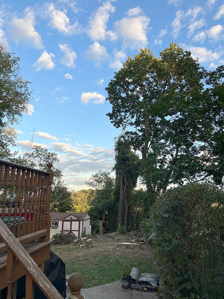 During tree trimming specialists