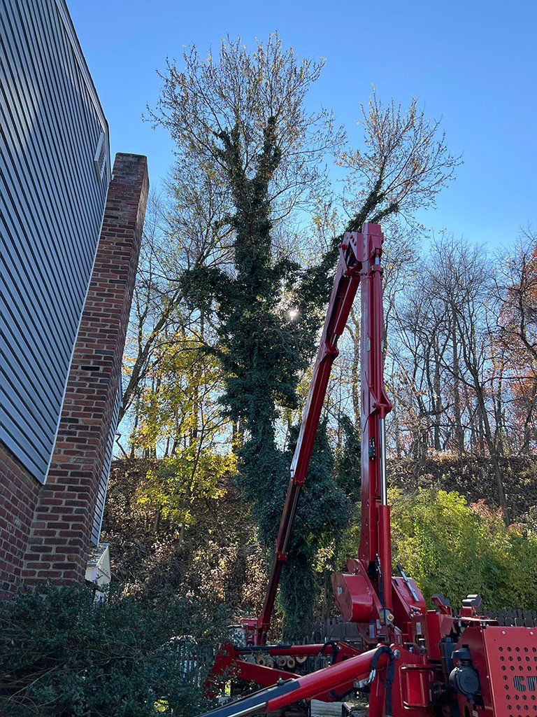 Before tree cutting specialists