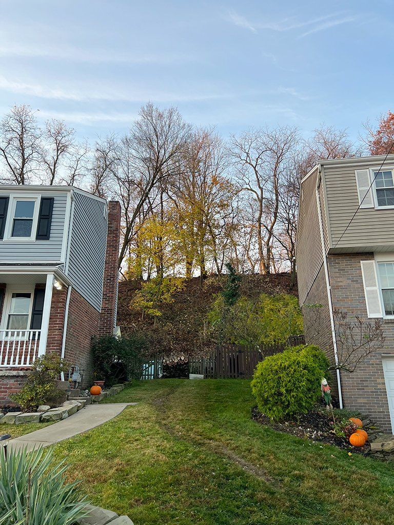 After tree cutting specialists